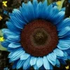 Bright Blue Sunflower Seeds - 50+ Pack, Fast Grow, Annual, Indoor/Outdoor - Image 1