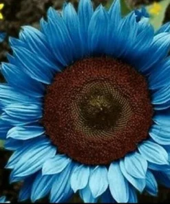 Bright Blue Sunflower Seeds - 50+ Pack, Fast Grow, Annual, Indoor/Outdoor - Image 1