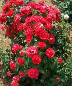 Brilliant Veranda Rose Live Plant - Compact Floribunda - 4" Pot - Red-Orange Blooms - Image 2