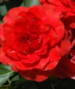 Brilliant Veranda Rose Live Plant - Compact Floribunda - 4