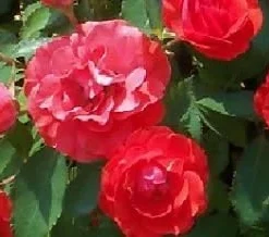 Brilliant Veranda Rose Live Plant - Compact Floribunda - 4
