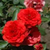 Brilliant Veranda Rose Live Plant - Compact Floribunda - 4" Pot - Red-Orange Blooms - Image 1