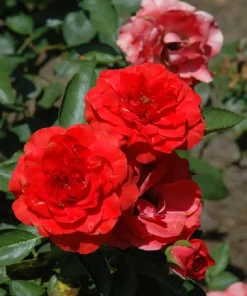 Brilliant Veranda Rose Live Plant - Compact Floribunda - 4