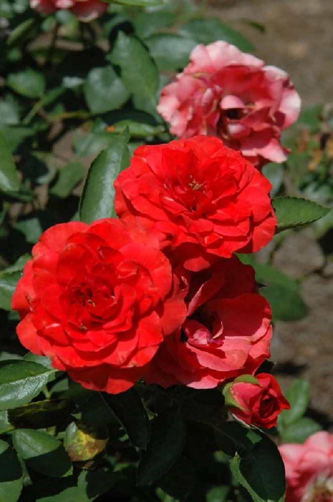 Brilliant Veranda Rose Live Plant - Compact Floribunda - 4" Pot - Red-Orange Blooms - Image 1