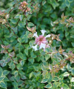 Brilliantina Abelia Live Plant - 4 inch Pot - Outdoor Shrub - Zones 4-8 - Image 2