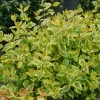 Brilliantina Abelia Live Plant - 4 inch Pot - Outdoor Shrub - Zones 4-8 - Image 1