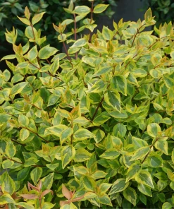 Brilliantina Abelia Live Plant - 4 inch Pot - Outdoor Shrub - Zones 4-8 - Image 1