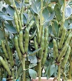 Broad Fava Bean Seeds - Stereo Bush Variety - 50 Seeds - Early Harvest - Image 2
