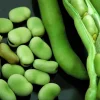 Broad Fava Bean Seeds - Stereo Bush Variety - 50 Seeds - Early Harvest - Image 1