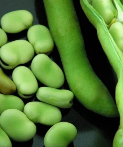 Broad Fava Bean Seeds - Stereo Bush Variety - 50 Seeds - Early Harvest - Image 1