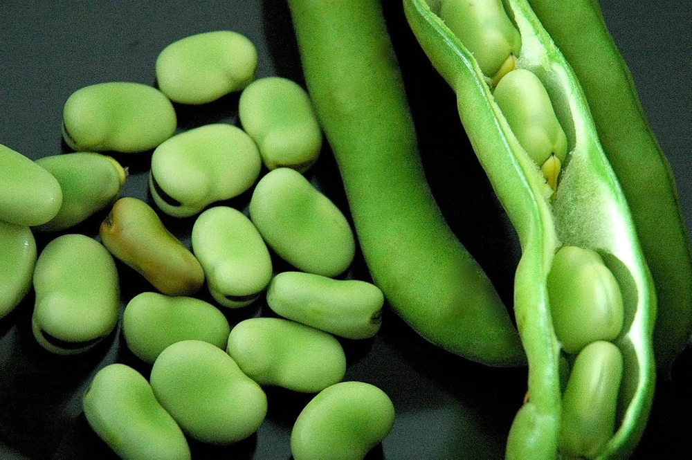 Broad Fava Bean Seeds - Stereo Bush Variety - 50 Seeds - Early Harvest - Image 1