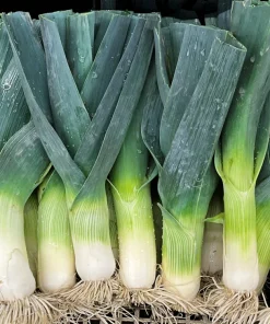 Broad London Leek Seeds - Allium Porrum Heirloom Vegetable - 500 Seeds - Image 2
