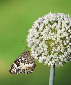 Broad London Leek Seeds - Allium Porrum Heirloom Vegetable - 500 Seeds - Image 3