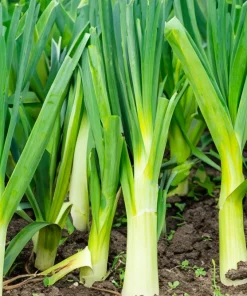 Broad London Leek Seeds - Allium Porrum Heirloom Vegetable - 500 Seeds - Image 5