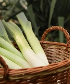 Broad London Leek Seeds - Allium Porrum Heirloom Vegetable - 500 Seeds - Image 6