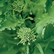 Broccoli Raab Seeds – 100 Seeds – Vegetable – Hardy Annual - Image 2