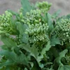 Broccoli Raab Seeds – 100 Seeds – Vegetable – Hardy Annual - Image 1