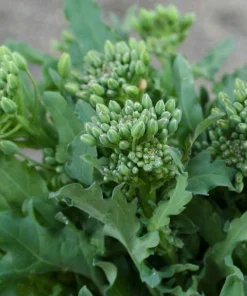 Broccoli Raab Seeds – 100 Seeds – Vegetable – Hardy Annual - Image 1