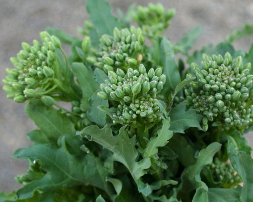 Broccoli Raab Seeds – 100 Seeds – Vegetable – Hardy Annual - Image 1