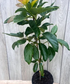 Brogdon Avocado Tree, Cold Hardy Grafted Persea americana, 3 Gallons Pot - Image 2