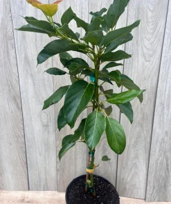 Brogdon Avocado Tree, Cold Hardy Grafted Persea americana, 3 Gallons Pot - Image 3