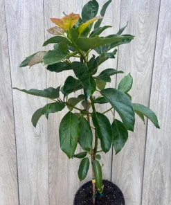 Brogdon Avocado Tree, Cold Hardy Grafted Persea americana, 3 Gallons Pot - Image 4