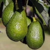 Brogdon Avocado Tree, Cold Hardy Grafted Persea americana, 3 Gallons Pot - Image 1