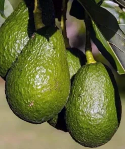 Brogdon Avocado Tree, Cold Hardy Grafted Persea americana, 3 Gallons Pot - Image 1