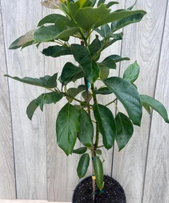 Brogdon Avocado Tree, Cold Hardy Grafted Persea americana, 3 Gallons Pot - Image 5