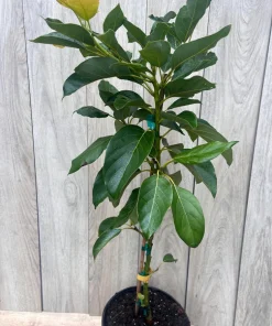 Brogdon Avocado Tree, Cold Hardy Grafted Persea americana, 3 Gallons Pot - Image 6