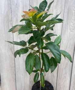 Brogdon Avocado Tree, Cold Hardy Grafted Persea americana, 3 Gallons Pot - Image 7