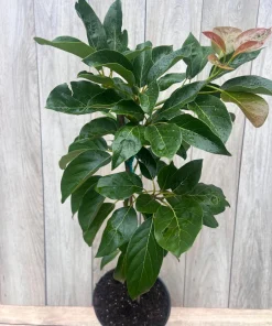 Brogdon Avocado Tree, Cold Hardy Grafted Persea americana, 3 Gallons Pot - Image 8