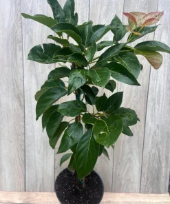 Brogdon Avocado Tree, Cold Hardy Grafted Persea americana, 3 Gallons Pot - Image 9