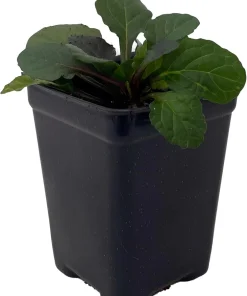 Bronze Beauty Ajuga Live Plant - Carpet Bugle Groundcover - 2.5" Pot - Image 2
