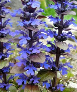 Bronze Beauty Ajuga Live Plant - Carpet Bugle Groundcover - 2.5