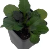 Bronze Beauty Ajuga Live Plant - Carpet Bugle Groundcover - 2.5" Pot - Image 1