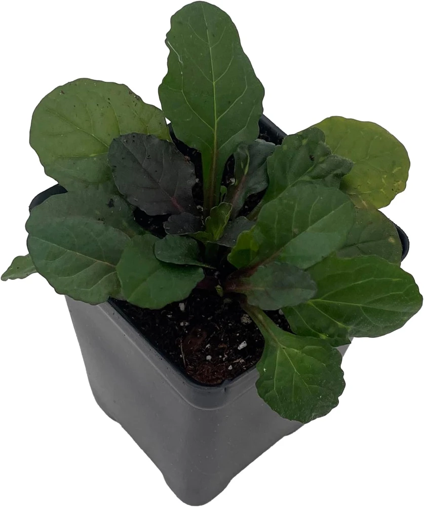 Bronze Beauty Ajuga Live Plant - Carpet Bugle Groundcover - 2.5" Pot - Image 1