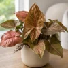 Bronze Maria Syngonium Live Plant - 4 Inch Pot, Arrowhead Plant, Tropical Houseplant - Image 1