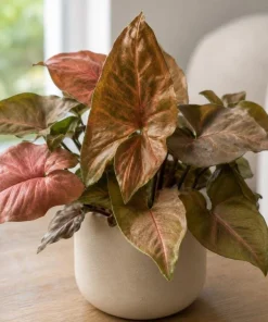 Bronze Maria Syngonium Live Plant - 4 Inch Pot, Arrowhead Plant, Tropical Houseplant - Image 1