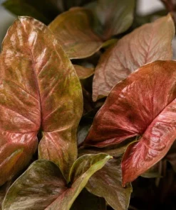 Bronze Maria Syngonium Live Plant - 4 Inch Pot, Arrowhead Plant, Tropical Houseplant - Image 2