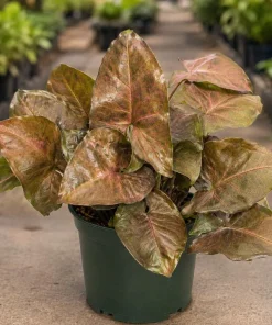 Bronze Maria Syngonium Live Plant - 4 Inch Pot, Arrowhead Plant, Tropical Houseplant - Image 3