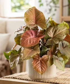 Bronze Maria Syngonium Live Plant - 4 Inch Pot, Arrowhead Plant, Tropical Houseplant - Image 4