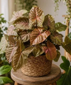 Bronze Maria Syngonium Live Plant - 4 Inch Pot, Arrowhead Plant, Tropical Houseplant - Image 5