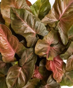 Bronze Maria Syngonium Live Plant - 4 Inch Pot, Arrowhead Plant, Tropical Houseplant - Image 6