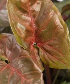 Bronze Maria Syngonium Live Plant - 4 Inch Pot, Arrowhead Plant, Tropical Houseplant - Image 7