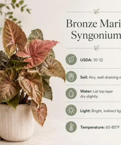 Bronze Maria Syngonium Live Plant - 4 Inch Pot, Arrowhead Plant, Tropical Houseplant - Image 8