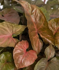 Bronze Maria Syngonium Live Plant - 4 Inch Pot, Arrowhead Plant, Tropical Houseplant - Image 9