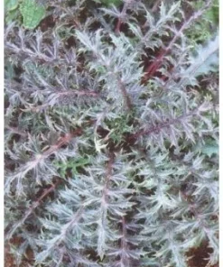 Bronze Weather Thistle Seeds - Carlina acaulis 'Bronze' Perennial Flower Seeds - 10 Count - Image 2