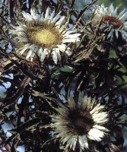 Bronze Weather Thistle Seeds - Carlina acaulis 'Bronze' Perennial Flower Seeds - 10 Count - Image 3