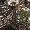 Bronze Weather Thistle Seeds - Carlina acaulis 'Bronze' Perennial Flower Seeds - 10 Count - Image 1